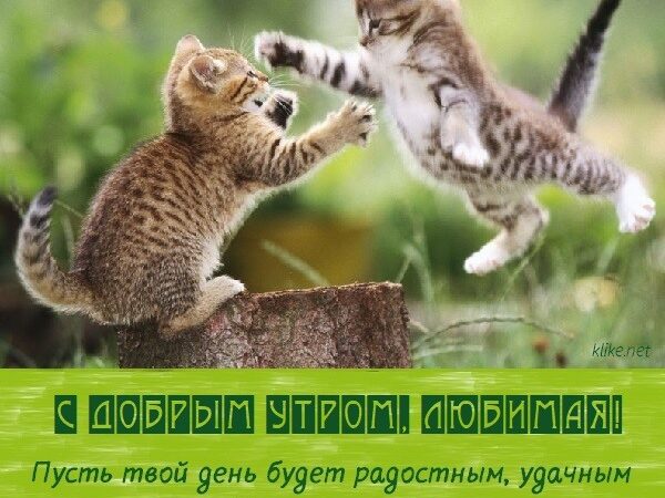 Картинки С добрым утром, любимая: Милые открытки