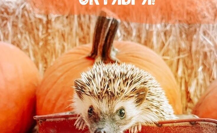 Картинки Доброе утро октября: Положительные открытки