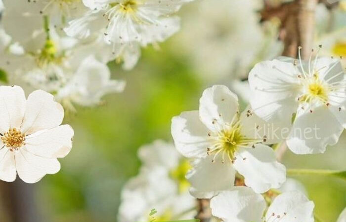 Картинки Доброе апрельское утро пятницы