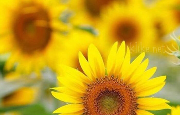 Картинки Доброе летнее утро воскресенья