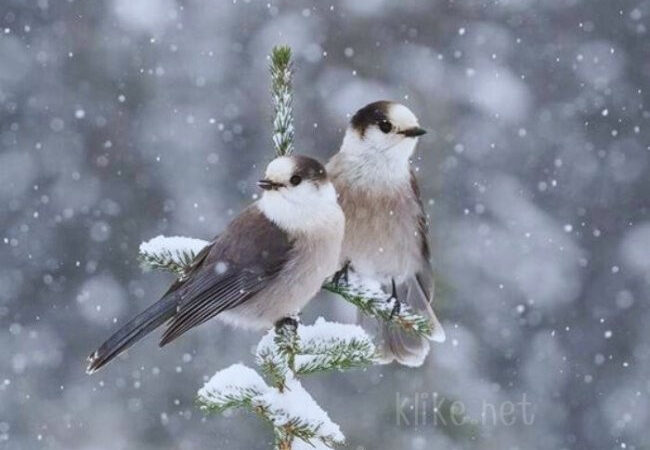 Картинки Доброе утро 7 декабря