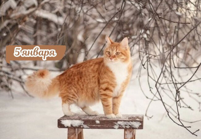 Картинки Доброе утро 5 января