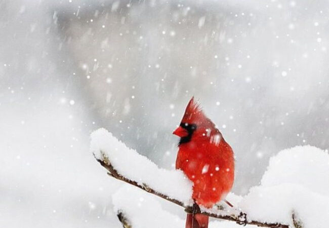 Картинки Доброе утро 9 февраля: Неповторимые открытки