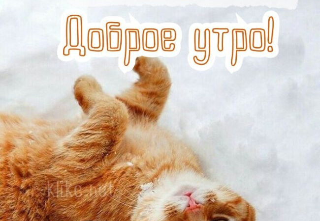 Картинки Доброе утро 23 февраля