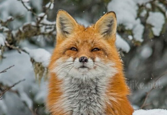 Картинки на 23 января с пожеланиями