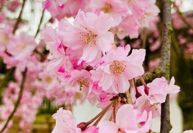 Картинки на 19 апреля с пожеланиями