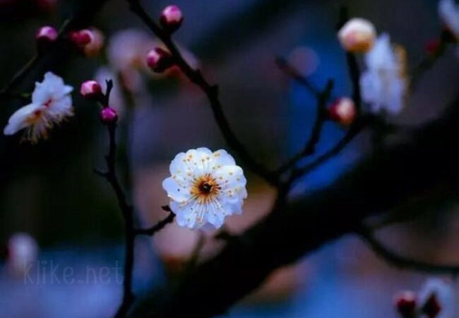 Картинки на 9 мая с пожеланиями