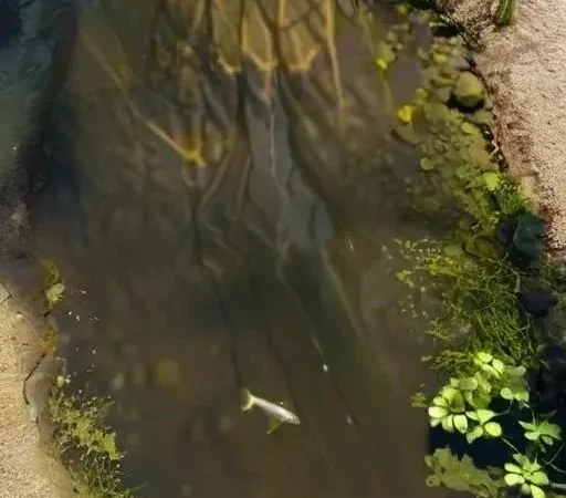 Общие сложности рыбалки на мелководье: Голавль – капризный хищник?