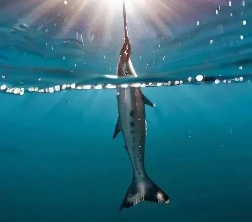 Основные причины схода рыбы при вываживании