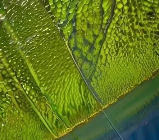 Как ловить карася: секреты успешной рыбалки