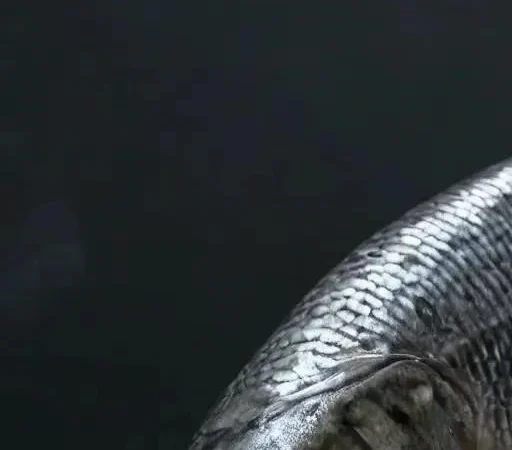 Ночной Судак: Преимущества и Секреты Успешной Охоты