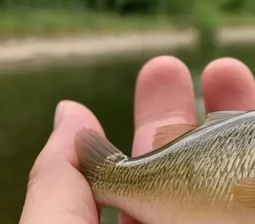 Ловля голавля на мормышку: советы и секреты успешной рыбалки
