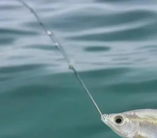 Приманки для троллинга: Общий обзор и основные типы