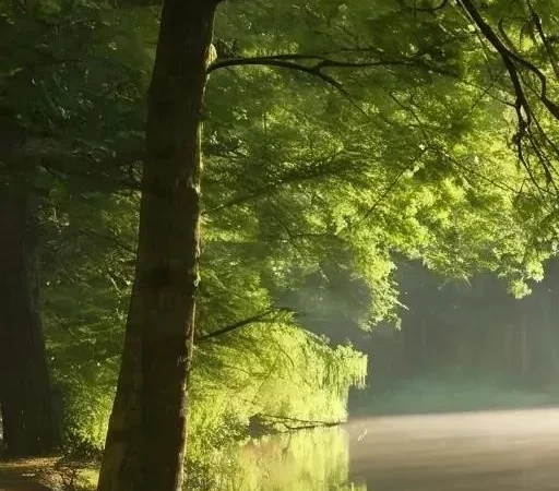 Преимущества летней рыбалки на плотву: Почему стоит отправиться на водоем