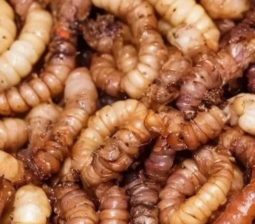 Современный подход к ловле карася на естественные кормовые приманки: от теории к практике