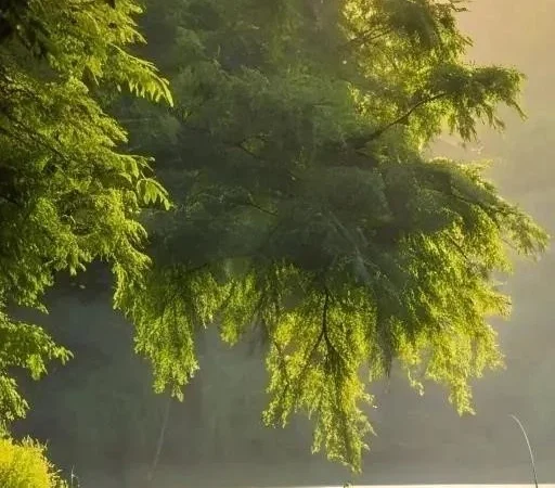 Ловля леща: Адаптация техник в меняющейся экологии