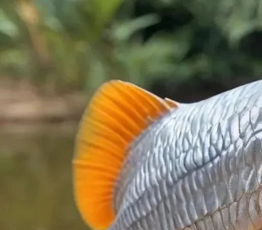 Инновационные подходы к ловле плотвы в летний сезон