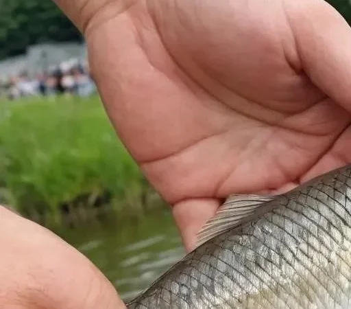 Голавль в каменных джунглях: Адаптация к городской рыбалке