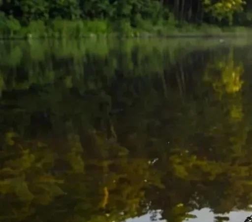 Ловля карася на безмотылку: полное руководство для начинающих и опытных рыболовов