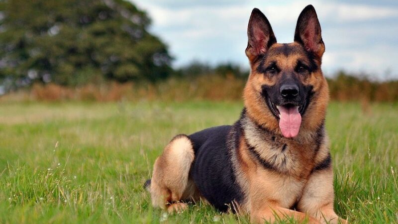 Картинки немецкие овчарки: бесплатные фото