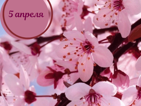 Открытки доброе утро 5 апреля: бесплатные картинки