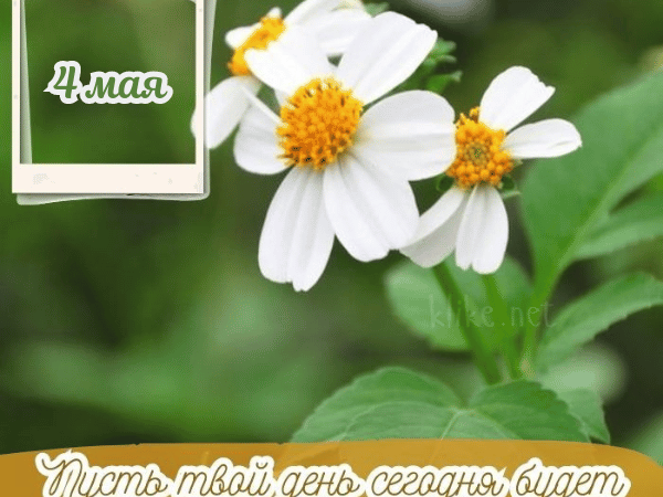 Открытки доброе утро 4 мая: бесплатные картинки