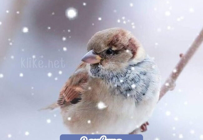 Открытки доброе утро 9 января: бесплатные картинки