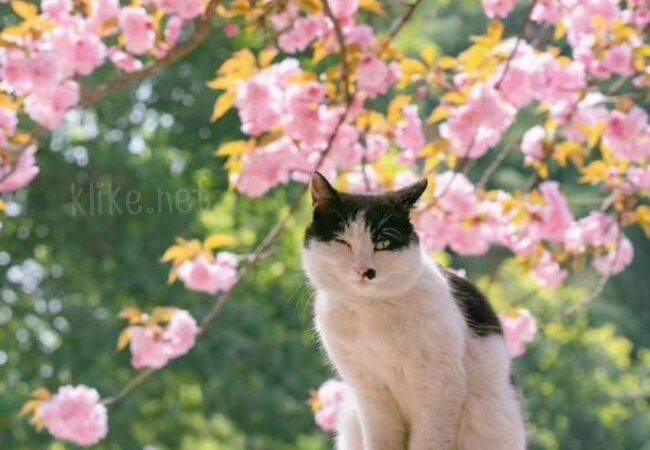 Открытки с пожеланиями на 29 апреля: бесплатные картинки