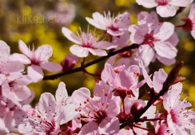 Картинки с пожеланиями на 23 мая